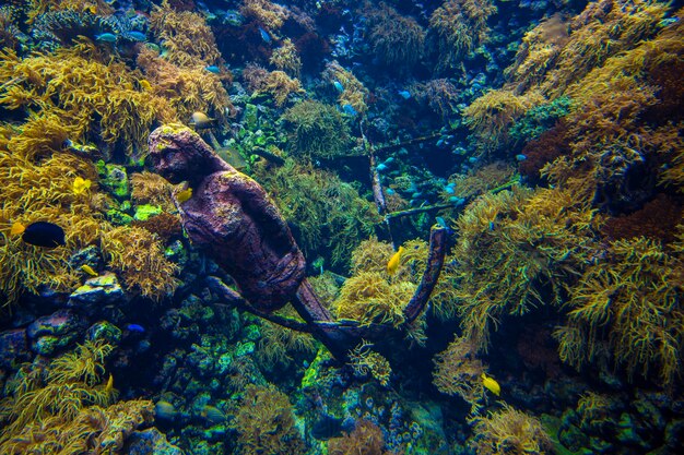 Foto vista de peixes nadando no tanque