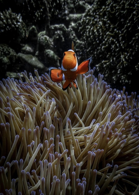 Foto vista de peixes no mar