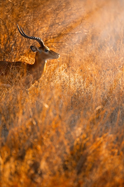 Foto vista de perfil de um impala de pé em um campo gramado