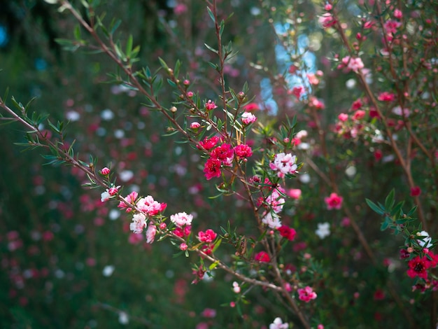 Vista de perto da bela flor rosa