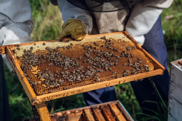 Foto vista de perto da colmeia aberta mostrando quadros povoados por abelhas melíferas abelhas de mel rastejam em uma colmeia aberto em favo de mel favo de madeira fazendo trabalho em equipe