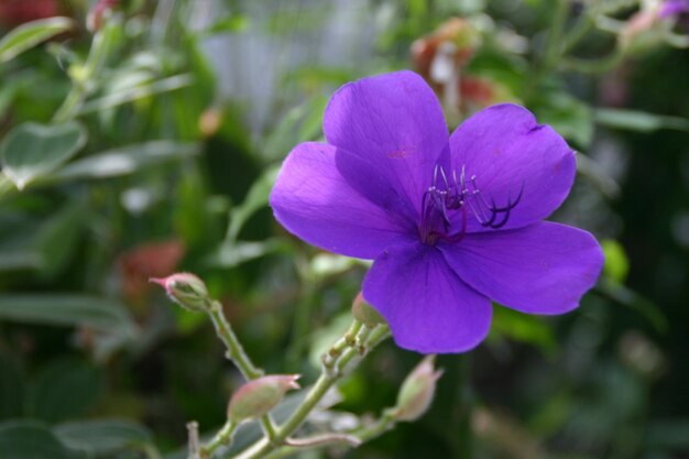 Foto vista de perto da flor azul