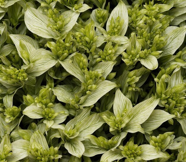 Vista de perto das folhas da planta de hosta verde Fundo da natureza