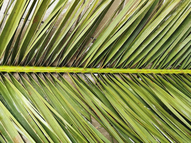 Vista de perto das folhas de palmeira verdes molhadas