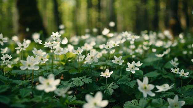 Foto vista de perto de belas flores florestais crescendo na floresta