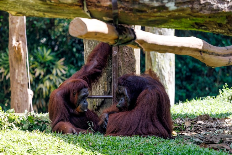Foto vista de perto de dois orangotangos no zoológico de cingapura