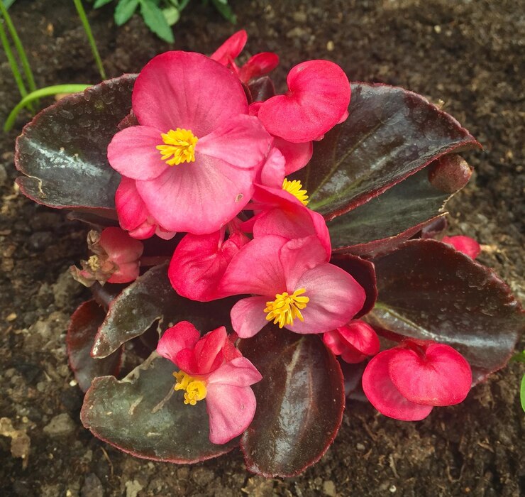Foto vista de perto de flores cor-de-rosa em alto ângulo