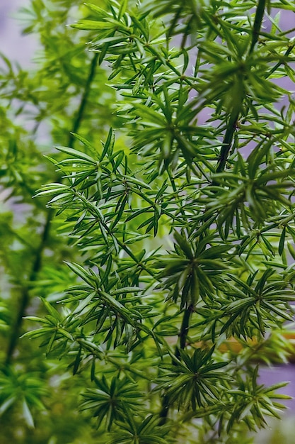 Foto vista de perto de folhas de folha de raposa que se parecem com um grupo de agulhas em cor verde fresco
