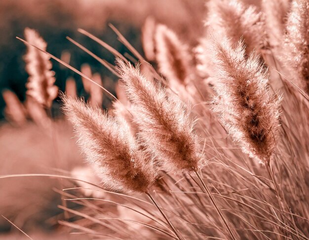 Foto vista de perto de pampas grama pastel cor de pêssego abraçando o novo ano 2024 cor pêssego fuzz