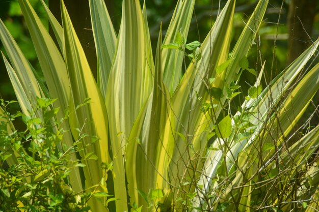 vista de perto de plantas perto da casa que estão começando a crescer flores em Woosobo Indonésia não há pessoas