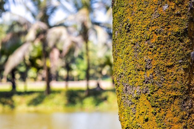 Vista de perto de um tronco de árvore com musgo colorido totalmente coberto perto da lagoa com espaço de cópia