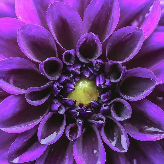 Vista de perto de uma flor de dália roxa vibrante em detalhes completos