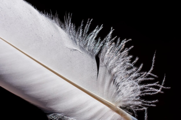 Foto vista de perto de uma pluma