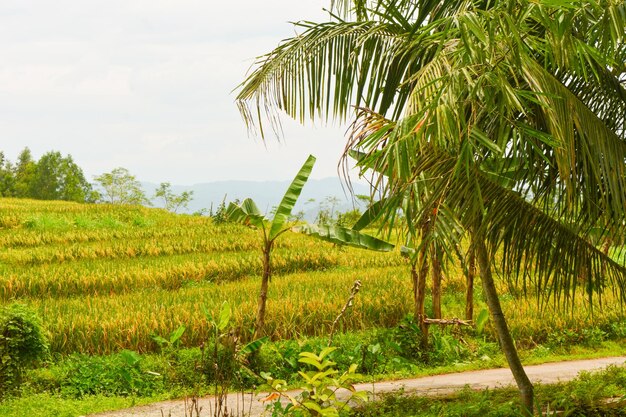 Vista de perto do grupo de plantas de arroz Oryza sativa em um campo de arroz na Indonésia