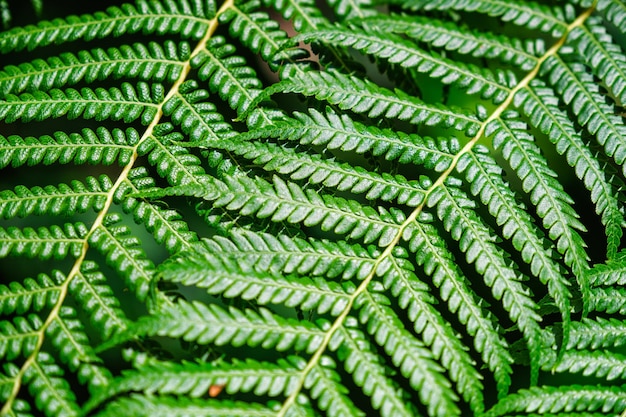 Vista de perto Sphaeropteris cooperi ou Cyathea cooperi samambaia arbórea rendada samambaia escamosa alsk conhecida samambaia arbórea austríaca folhas verdes frondes e folhetos textura e padrão