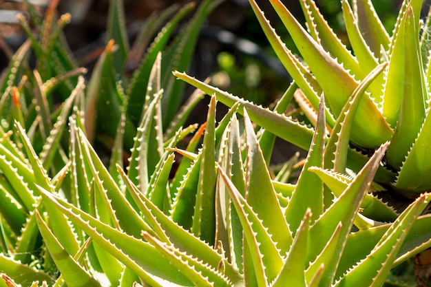 Vista de perto um monte de folhas de aloe vera