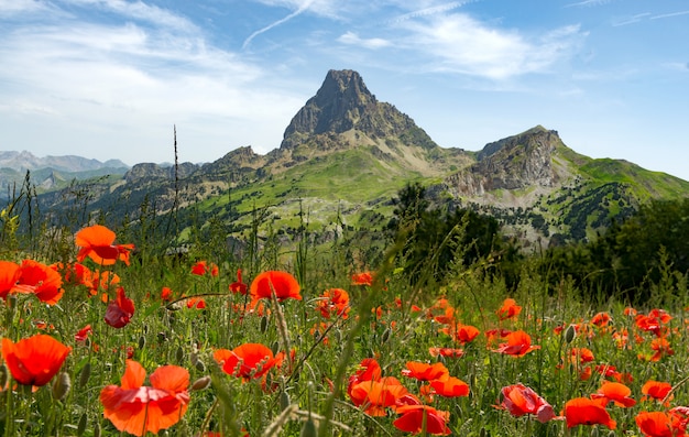 Vista, de, pico du midi d'ossau, em, francês, pyrenees, com, campo, de, papoulas