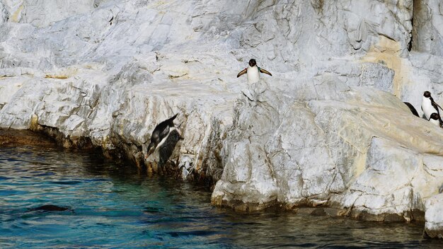 Vista de pinguins em rocha