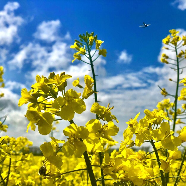 Foto vista de planta com flores amarelas