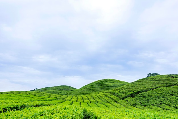 Vista de plantações de chá com fundo de céu azul