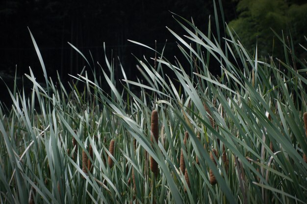 Foto vista de plantas à noite