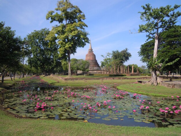 Vista de plantas com flores contra o céu