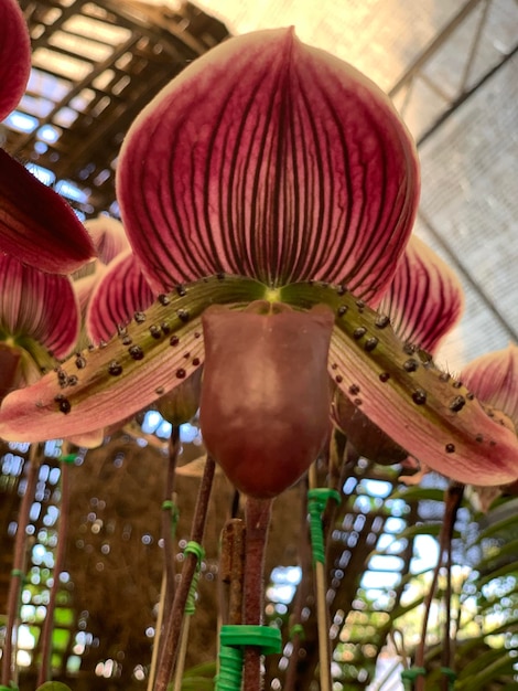 Foto vista de plantas com flores em baixo ângulo