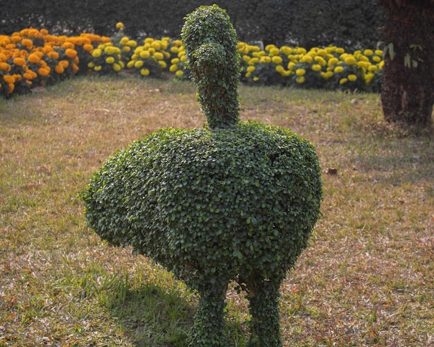 Foto vista de plantas com flores no jardim