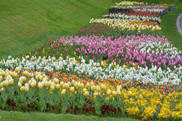 Vista de plantas com flores no jardim