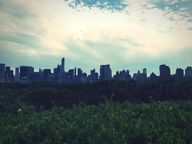 Foto vista de plantas crescendo contra edifícios e céu nublado