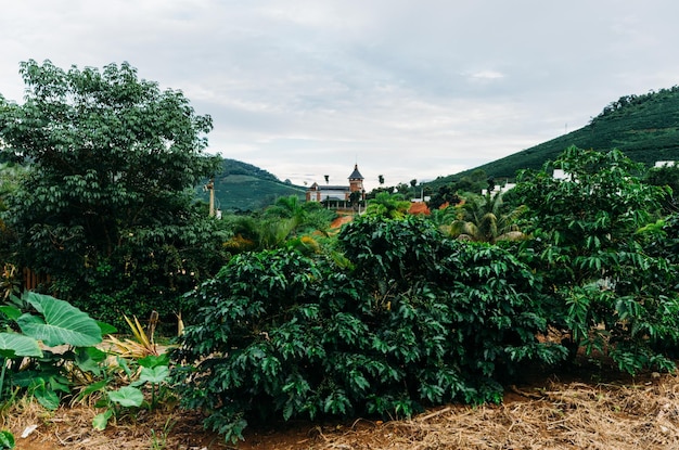 Vista de plantas de café arábica em Minas Gerais, Brasil