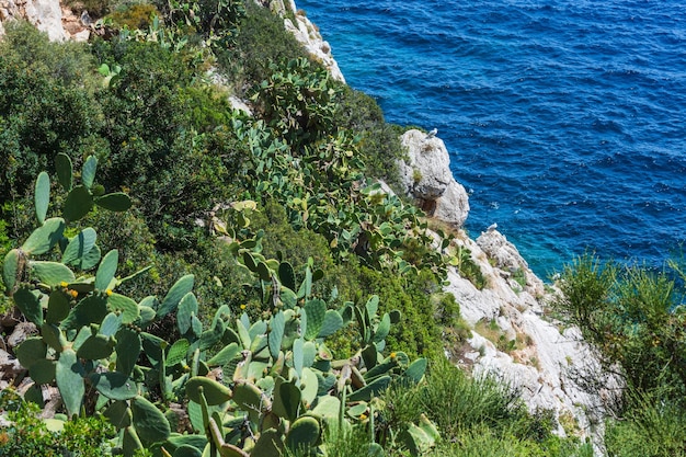 Vista de plantas em alto ângulo do mar