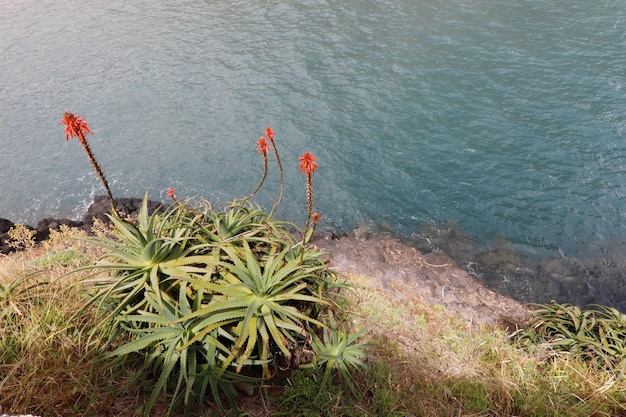 Foto vista de plantas em alto ângulo do mar