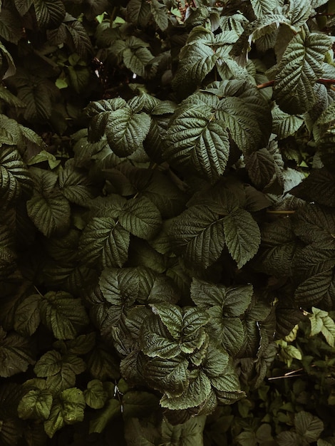 Foto vista de plantas em alto ângulo