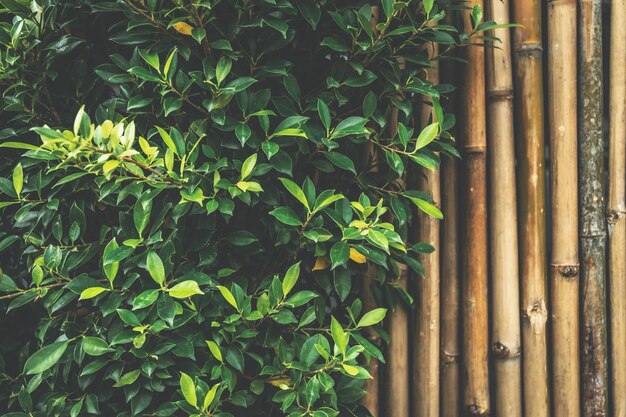 Foto vista de plantas em baixo ângulo