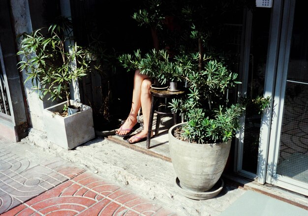 Foto vista de plantas em vasos na rua