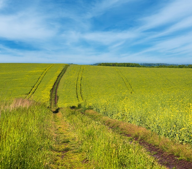 Vista de primavera com campos floridos amarelos de colza e estrada suja céu azul com nuvens Natural sazonal bom clima clima eco agricultura rural conceito de beleza