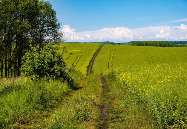 Vista de primavera com campos floridos amarelos de colza pequeno bosque e estrada suja céu azul com nuvens Natural sazonal bom clima clima eco agricultura rural conceito de beleza