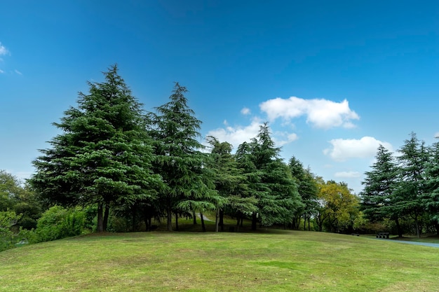 Vista de rua da floresta verde no parque