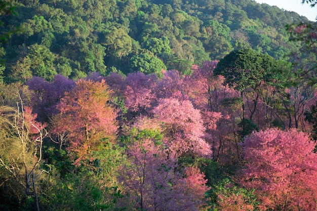 Vista, de, sakura, florescer, ligado, montanha, cercado, por, árvore verde, com, céu azul, fundo