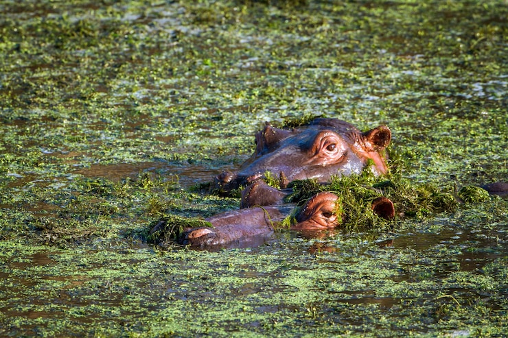 Foto vista de tartaruga no lago