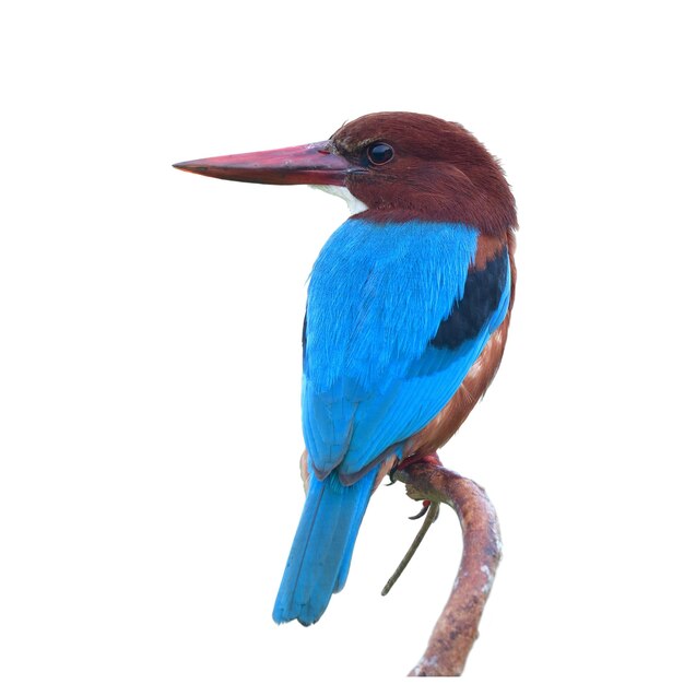 vista de trás de kingfisher de garganta branca empoleirado em um galho de madeira isolado em fundo branco