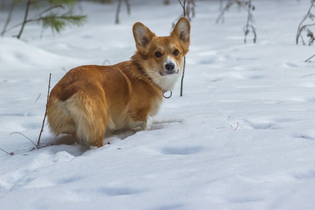 Vista de trás em um filhote de Welsh Corgi, olhando para trás e olhando para a câmera no inverno na floresta.