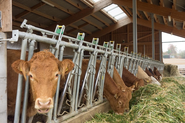 Foto vista de um animal em jaula