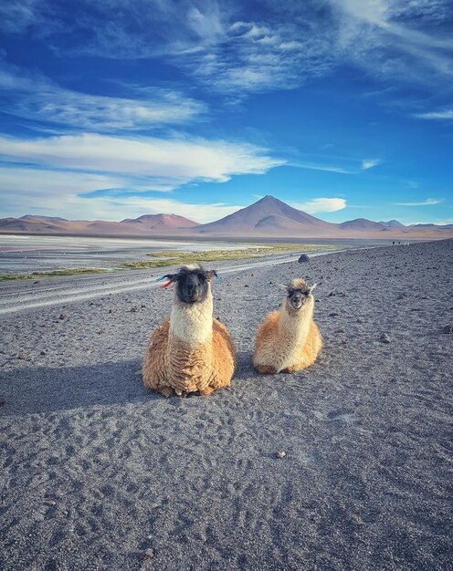 Vista de um animal em terra