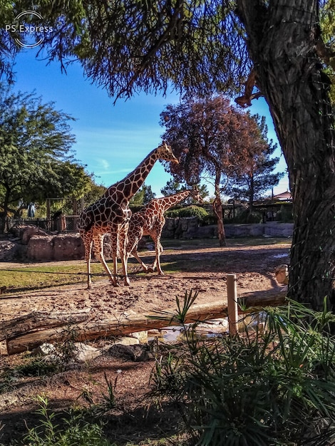 Vista de um animal no campo