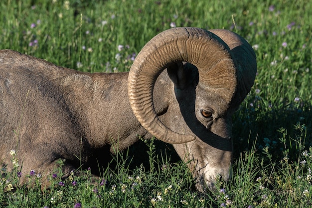 Vista de um animal no campo