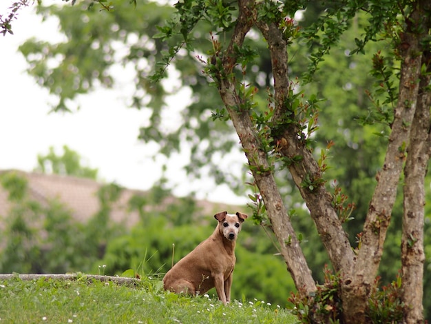 Foto vista de um animal no tronco de uma árvore