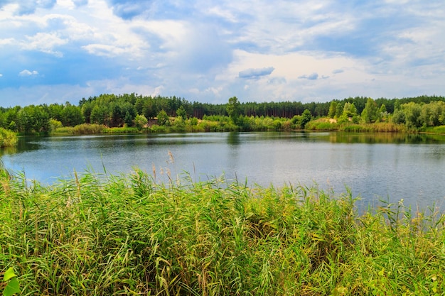 Vista de um belo lago em uma floresta de pinheiros no verão