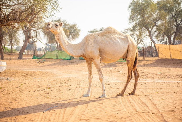 Vista de um camelo vagando calmamente pelo deserto